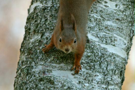 Red Squirrel <i>Sciurus vulgaris</i>